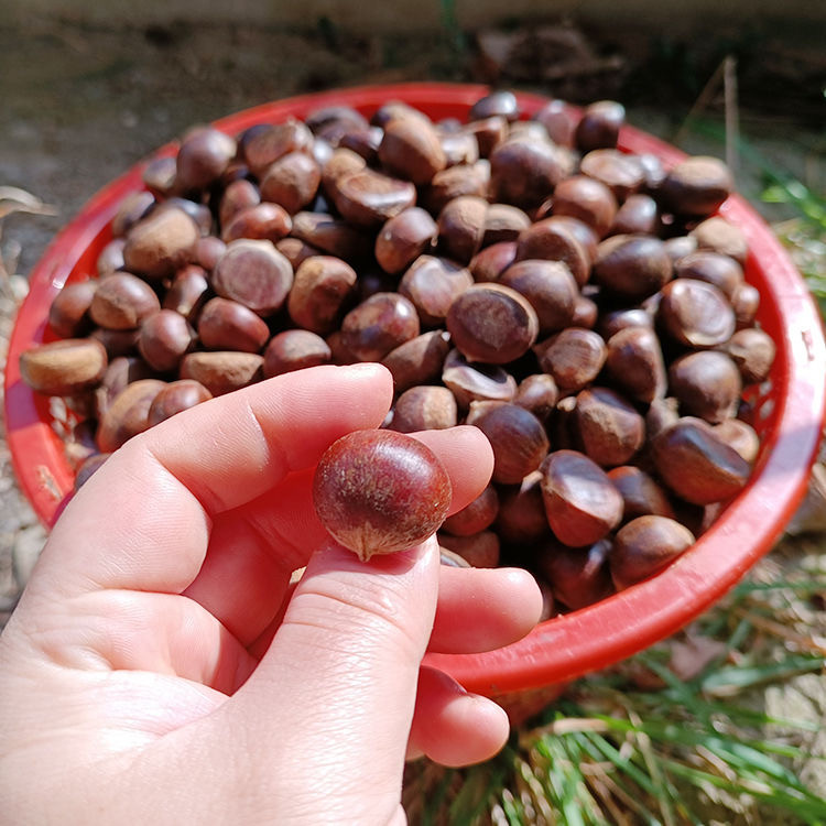 贵州新鲜小板栗新货新鲜板栗现摘板栗大板栗子高山板栗油栗子