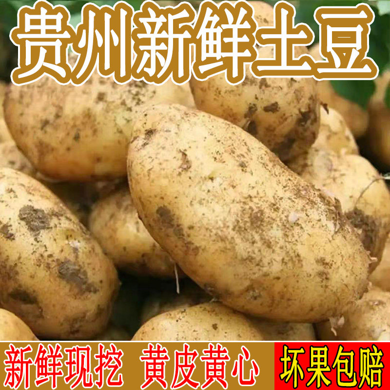 贵州黄皮土豆黄心沙面马铃薯批发洋芋整箱正宗黄心土豆今年新货