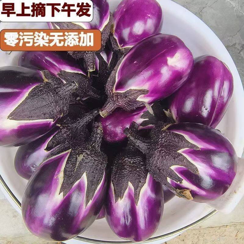 净重3/5斤紫皮圆茄贵州紫色椭圆茄子薄皮紫皮圆茄子当季现摘新鲜