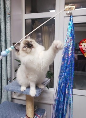 流苏仙女逗猫棒雨丝铃铛幼猫长杆小猫咪玩具宠物用品解闷神器耐咬