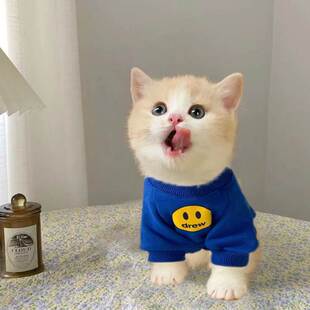 拿破仑矮脚猫专用衣服秋装保暖米努特短腿曼基康幼猫小奶猫过冬用