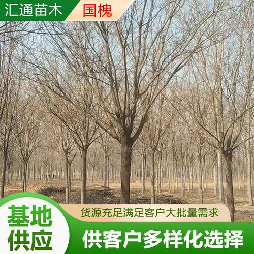 10-30CM国槐道路绿化苗行道树工程树苗园艺园林植物乔木国槐厂家
