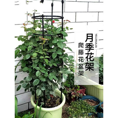 MOJY兰花叶子支架花架爬藤架花支架月季花爬架花盆支架托架植物攀