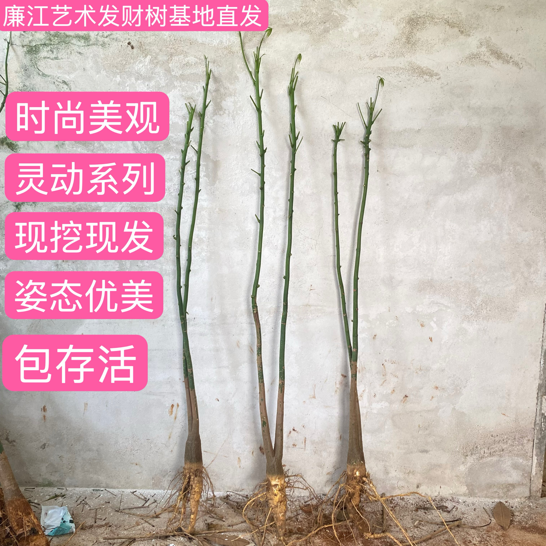 原生发财树多杆艺术植物盆栽室内绿植盆景招财树摇钱致富树包存活