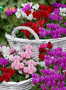 仙客来种子室内阳台庭院四季种植开花兔耳花易爆盆栽植物花籽