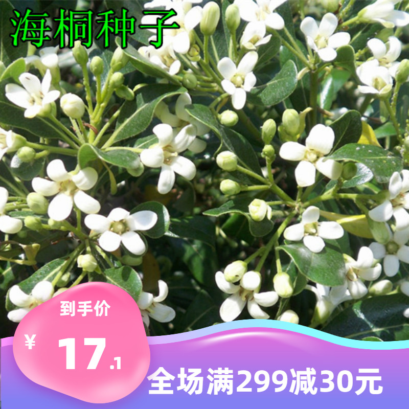 林木种子灌木海桐种子 海桐花山矾宝珠香山瑞香种子四季常青