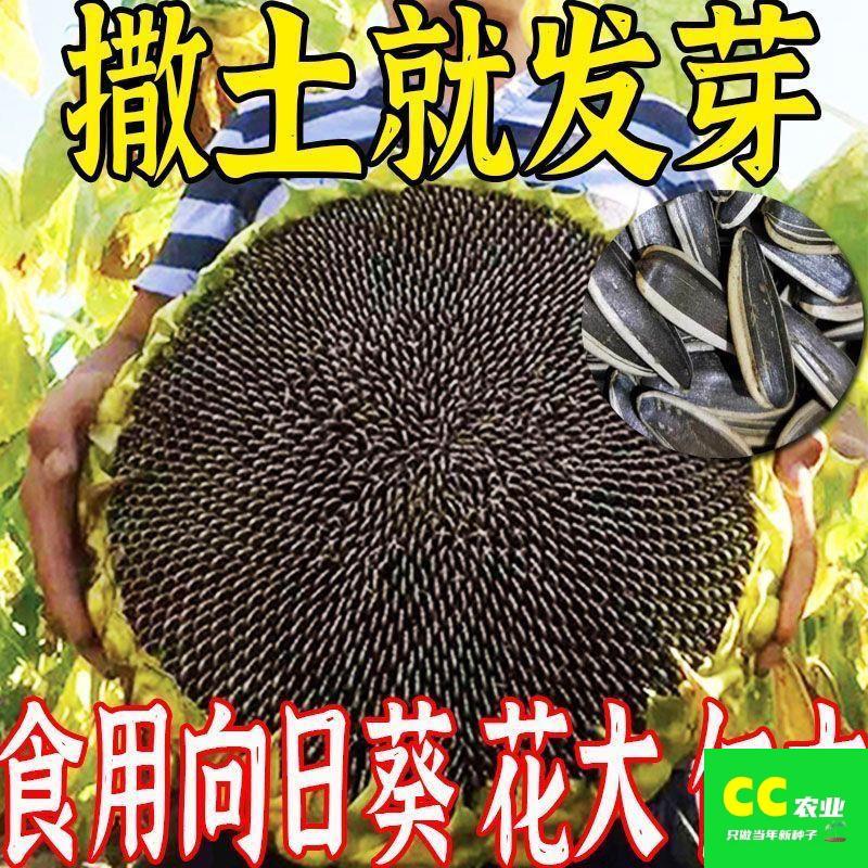 大型食用向日葵种子高产瓜子种子饱满大粒葵花籽庭院阳台大田种植