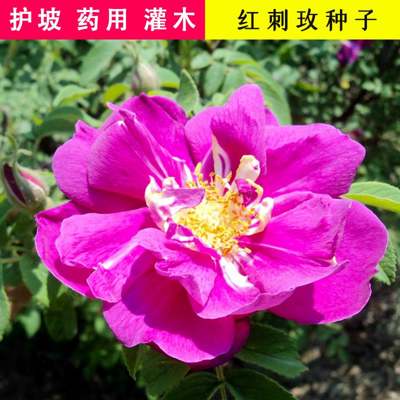 新采红黄刺玫种子当年新种直立灌木花期4-6月玖花黄破皮刺玫花籽