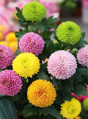 乒乓菊花种子盆小雏菊易种活室内外花卉盆栽花种籽子