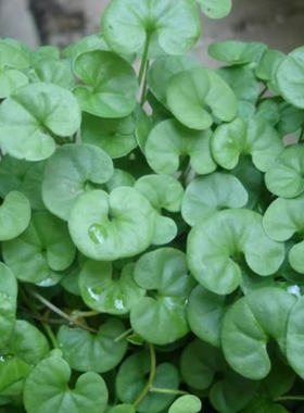 马蹄金种子草籽草坪种子小金钱草铜钱草种子四季常青耐高温绿化