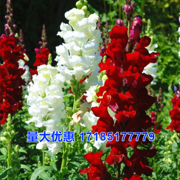 金鱼草花种子耐寒阴宿根籽易活