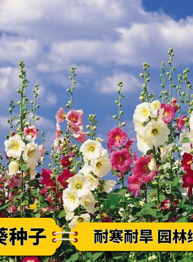 专业出售散装林木花卉蜀葵种子戎葵胡葵端午花花草种籽子混色包邮