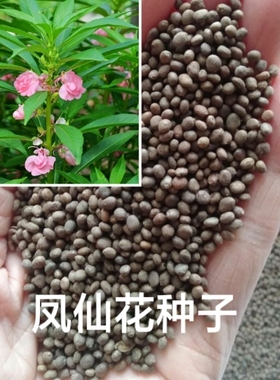 凤仙花种子籽四季庭院盆栽地栽凤仙透骨草指甲花急性子桃红金凤花