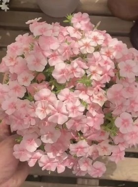 福禄考美化花种室内庭院播种开花盆栽花籽阳台易活花种籽子孑草籽