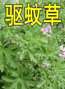 驱蚊草种子室内庭院驱蚊香草绿植盆栽花卉花种草籽 春夏秋四季播