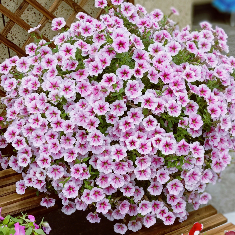 垂吊矮牵牛种子美声冰