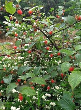 泡树种子泡树种树莓苗大刺泡四季易种阳台水果庭院室内外盆栽