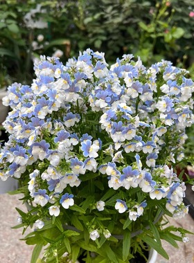 龙面花种子四季播种开花好养易活室内室外花种孑籽草花籽植物盆栽