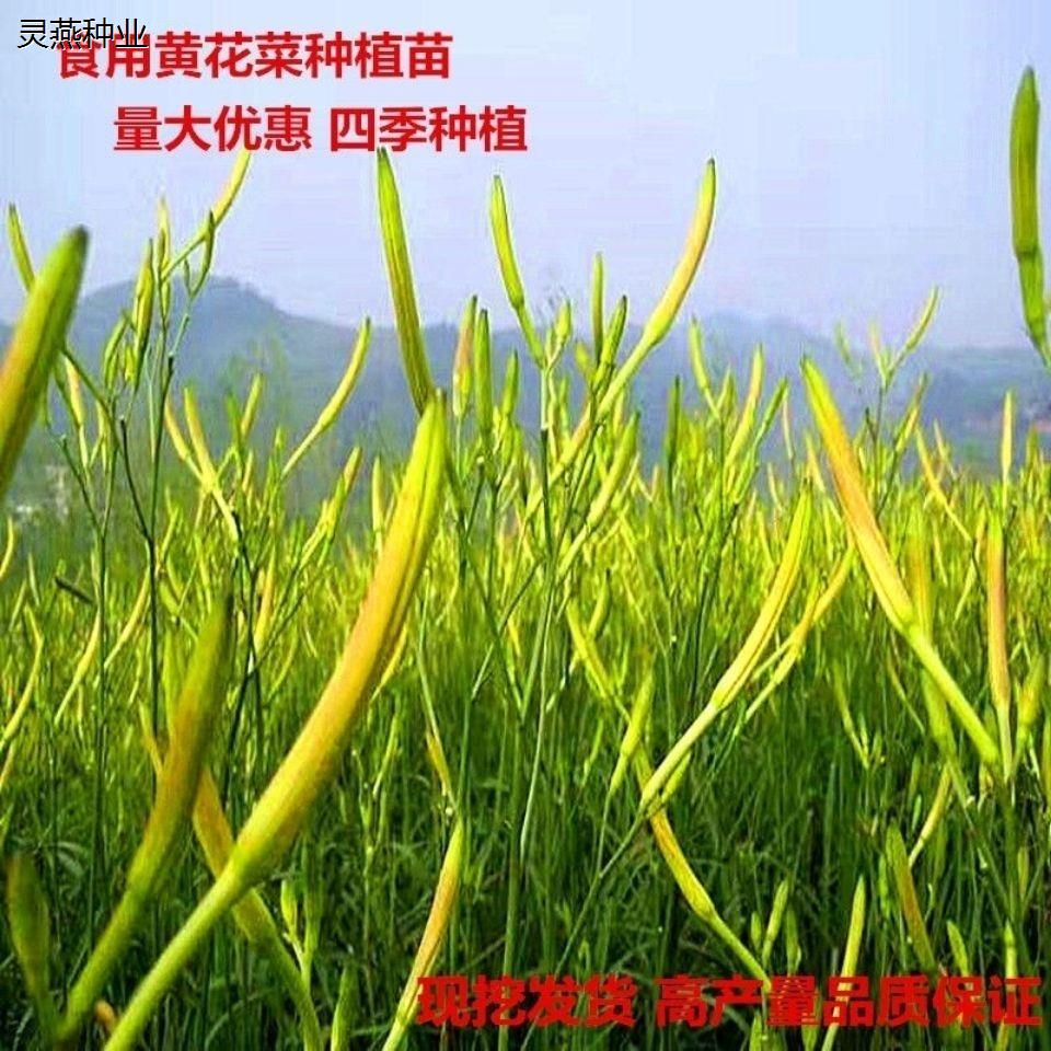 黄花菜种子一年四季金针南