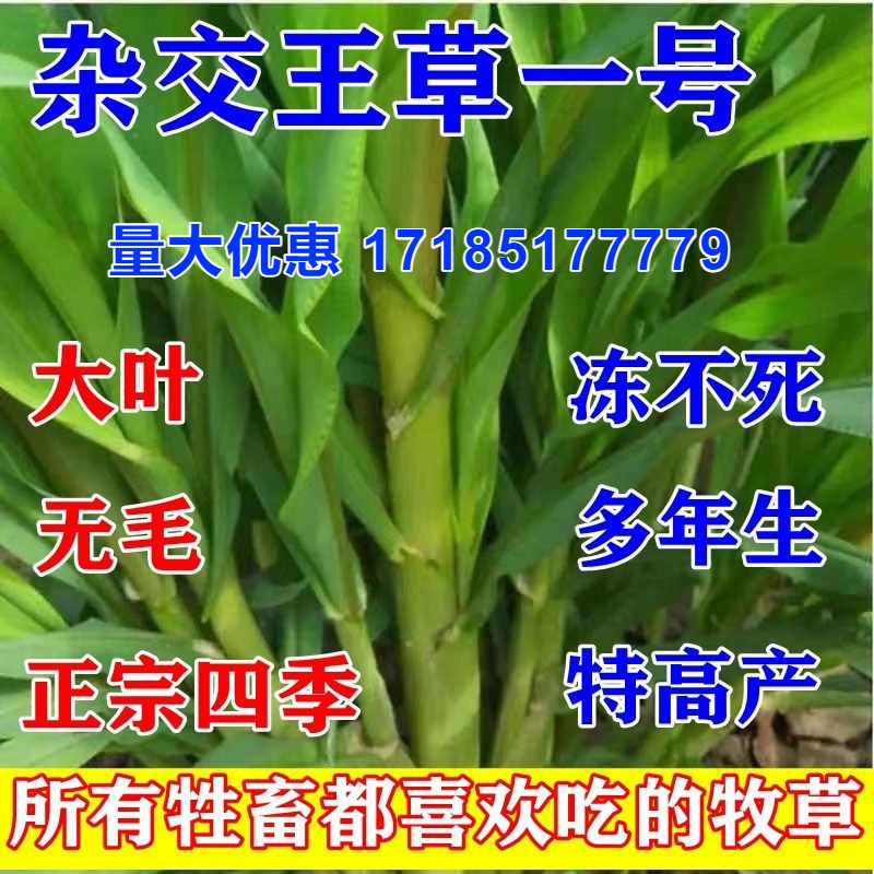 甜象草3号种节无毛皇竹草种节巨菌草种节多年生牧草种籽喂牛羊猪