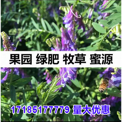 光叶紫花苕种种毛苕子草籽绿肥