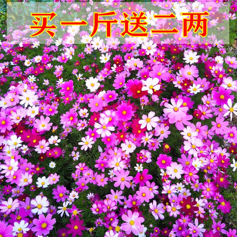 波斯菊花种子格桑花花籽