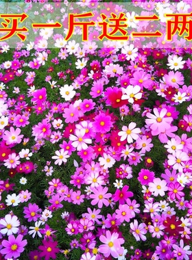 波斯菊花种子格桑花花籽野花组合花种籽子播种籽易活