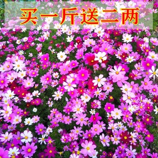 波斯菊花种子格桑花花籽野花组合花种籽子播种籽易活