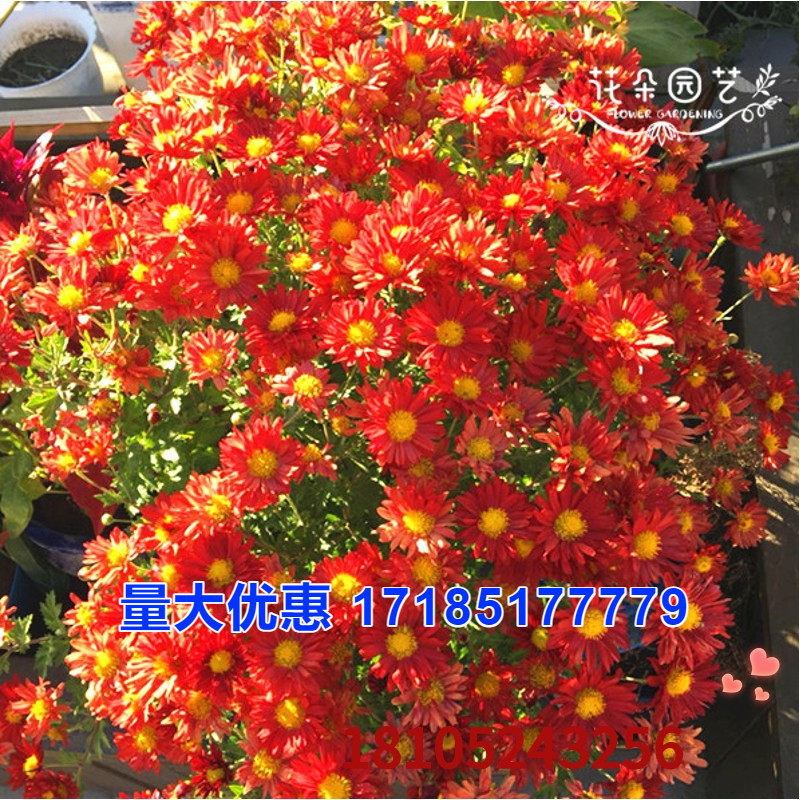 千头菊种子地被菊千头菊家庭园艺阳台盆栽花地栽花花种子花朵园艺