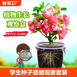 凤仙花种籽套装 小学生科学实验儿童种植小盆栽指甲花植物种子开花