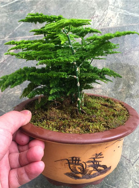 唐山云竹种子花种子矮化文竹四季易种室内桌面多年生常绿观叶植物