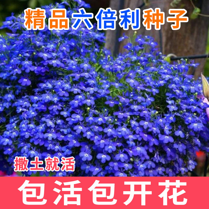 六倍利花种四季播种易活开花盆栽室内观赏花植物花种子籽花卉花籽