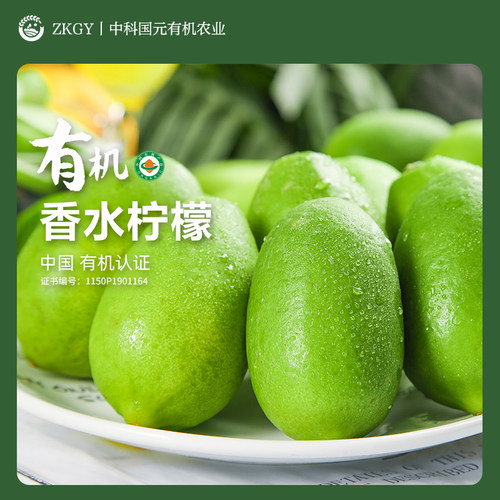 云南红河有机香水柠檬新鲜现摘无籽无农药树上自然熟皮薄维C丰富