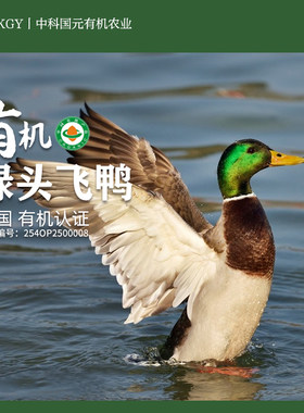 有机绿头鸭新鲜鸭子现杀现发顺丰