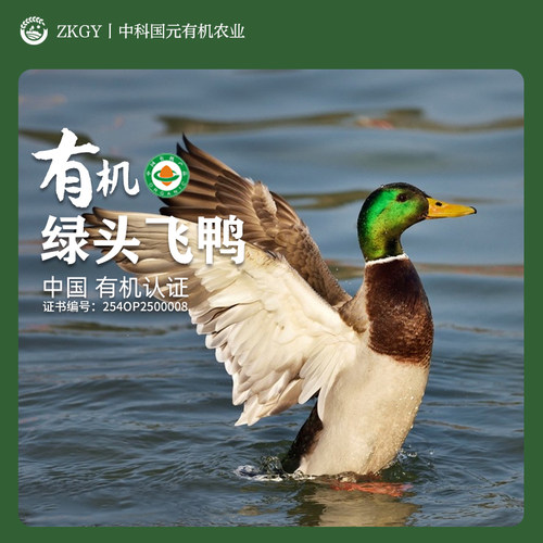 有机绿头鸭新鲜鸭子现杀现发顺丰