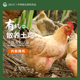 有机散养老母鸡®跑山鸡山池州自然放养500天无抗农家土鸡走地鸡