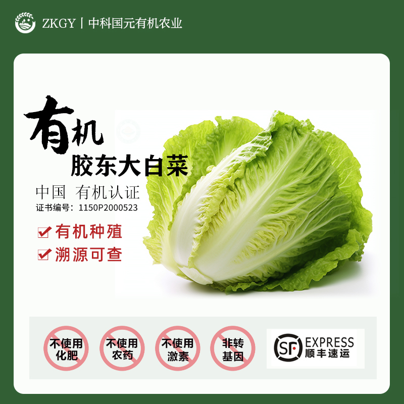 有机大白菜胶东大白菜