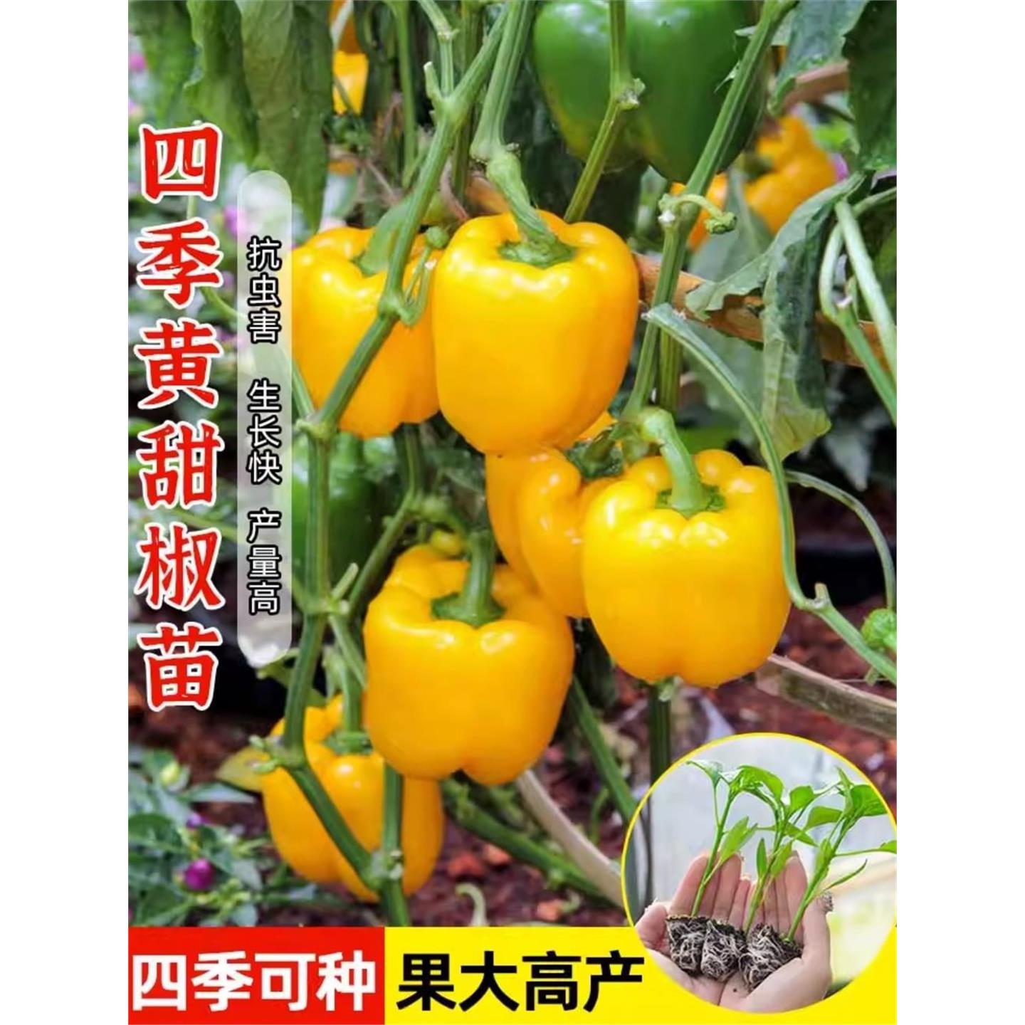 黄彩椒苗甜七灯笼菜幼五辣