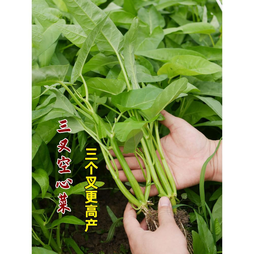 三叉菜空心种子籽孑苗四季