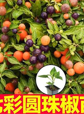 观赏食用七彩圆珠椒秧苗带