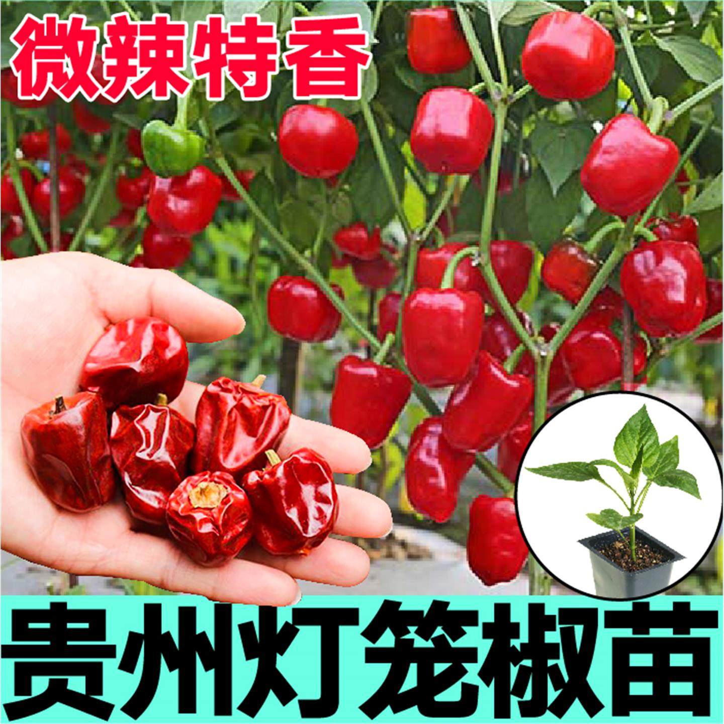 正宗贵州红灯笼椒秧苗微辣