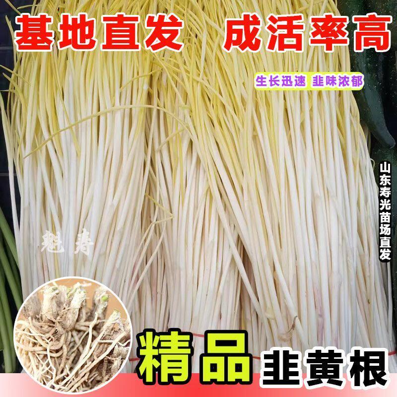 韭黄根寿光红菜四季新鲜蔬