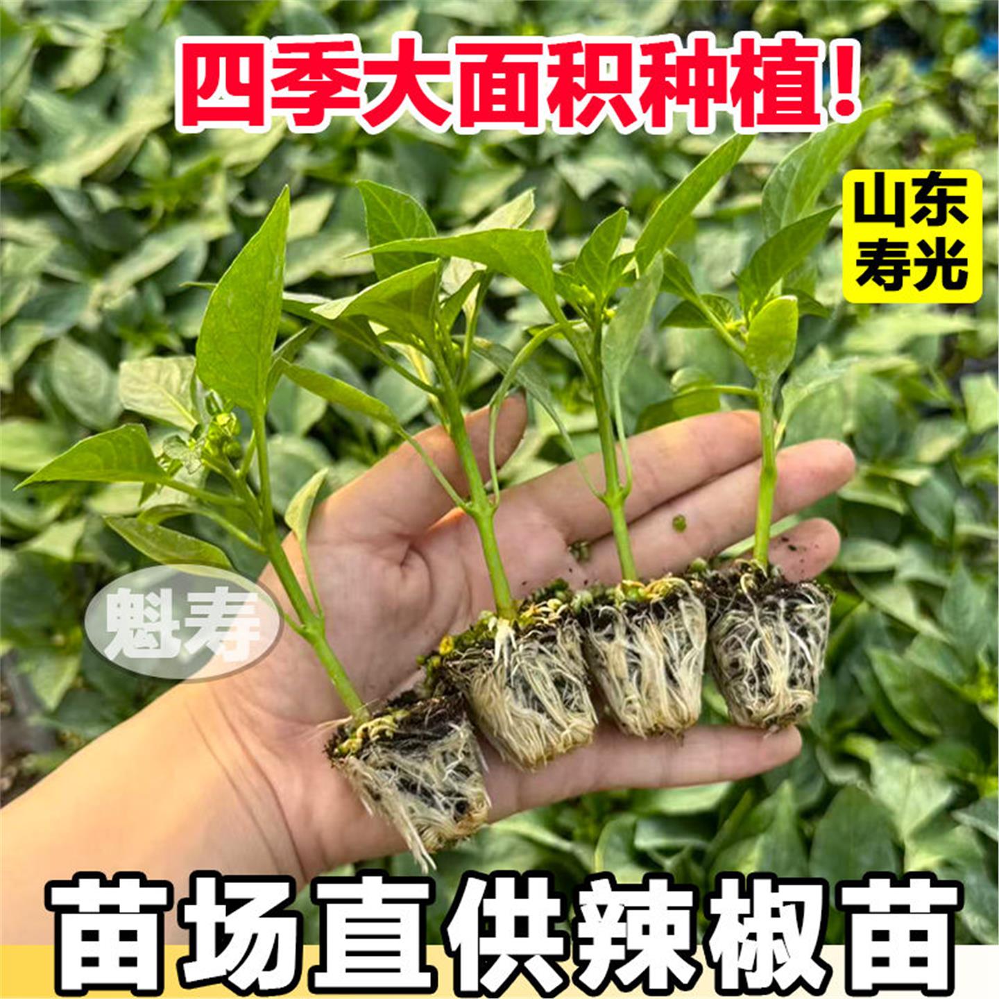 辣椒苗二荆条特大牛角羊方