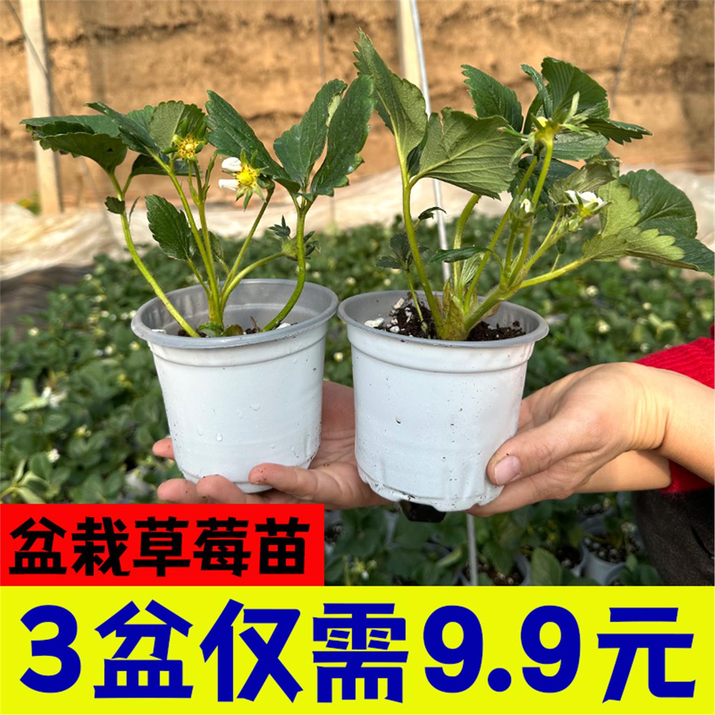 盆栽草莓苗红颜奶油阳台秧