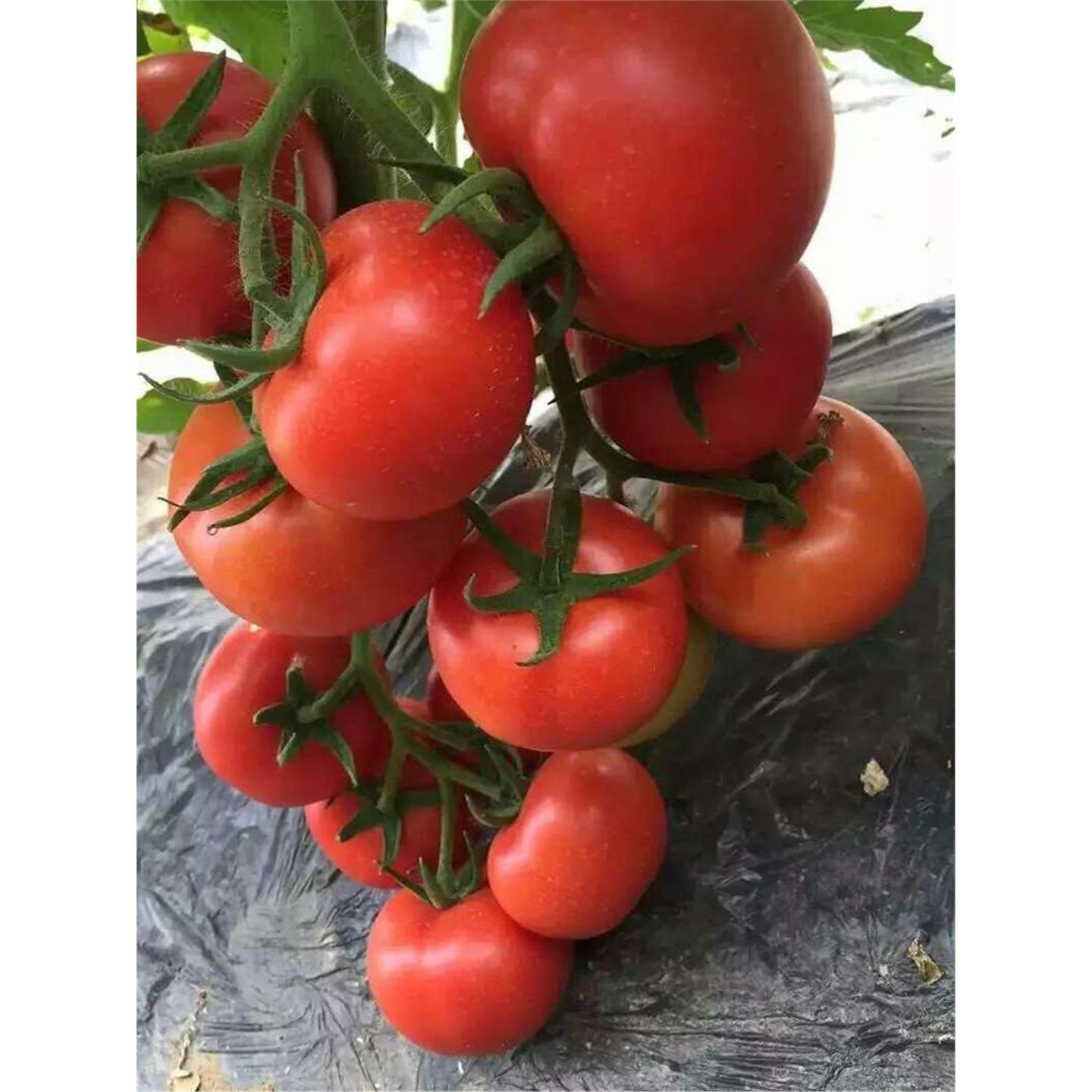 齐达利大红番茄西柿圣女果