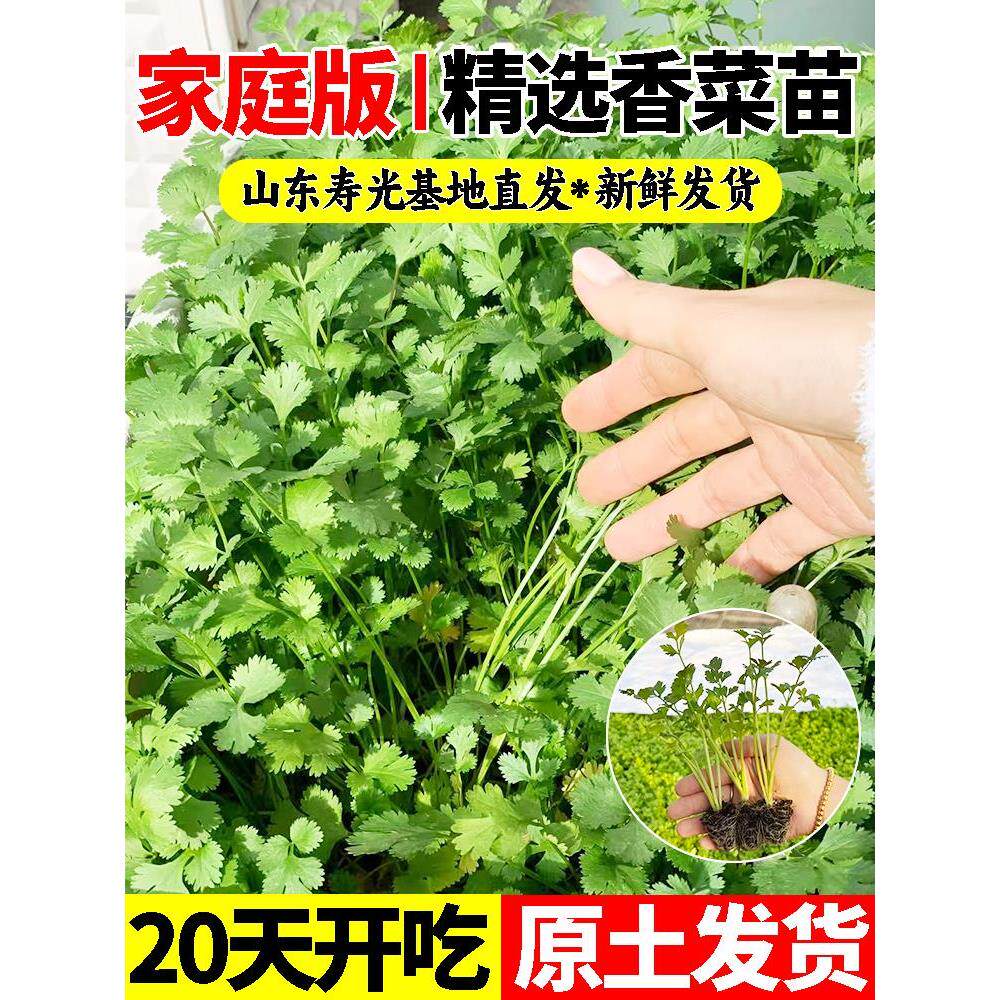 秋冬耐寒香菜苗秧山东老品