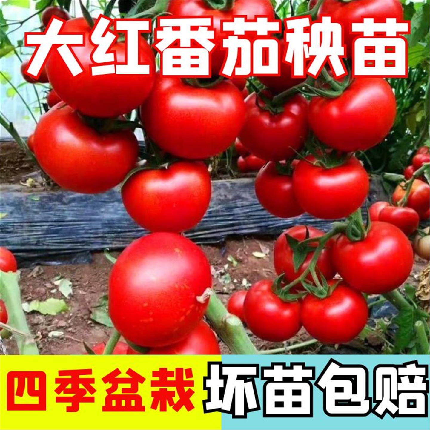 早熟大红番茄苗秧高产抗病