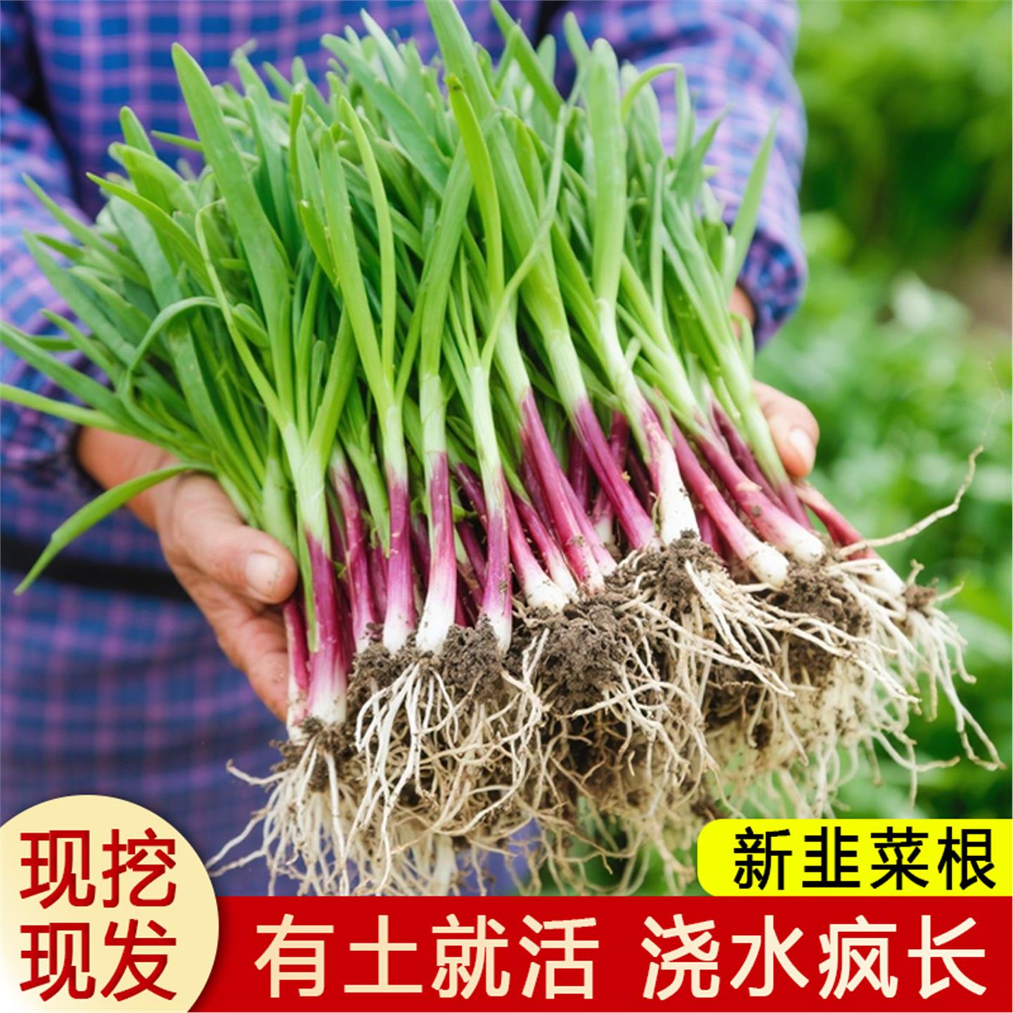 现挖红根宽叶韭菜苗四季种