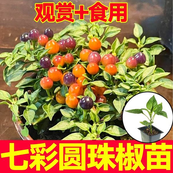 四季七彩圆珠椒苗秧观赏食