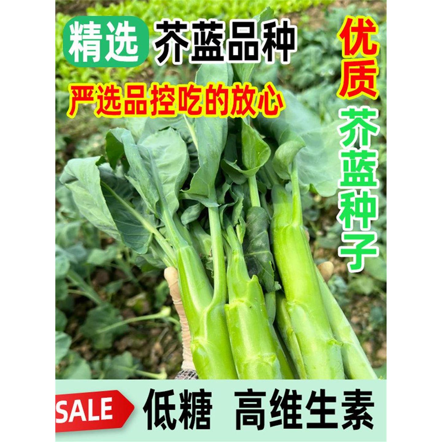 四季可食用鸡腿芥兰种子耐